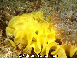 Giant Nudi Laying Eggs - Taken at Perhentian Island with ... by Adrian Schokman 